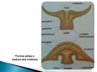 *Formas pólipo e
medusa dos cnidários