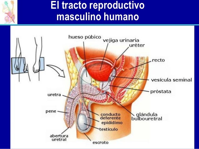 6 el proceso reproductivo y reproductivo masculino person education