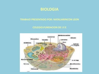 BIOLOGIA 
TRABAJO PRESENTADO POR: NATALIARINCON LEON 
COLEGIO:FUNDACION DE I.F.E 
 