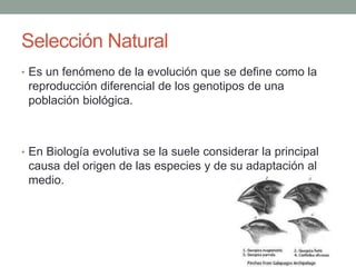 Selección Natural
• Es un fenómeno de la evolución que se define como la
reproducción diferencial de los genotipos de una
población biológica.
• En Biología evolutiva se la suele considerar la principal
causa del origen de las especies y de su adaptación al
medio.
 