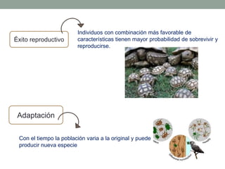 Éxito reproductivo
Individuos con combinación más favorable de
características tienen mayor probabilidad de sobrevivir y
reproducirse.
Adaptación
Con el tiempo la población varia a la original y puede
producir nueva especie
 
