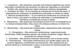 1 – Lisossomos – São pequenas vesículas com enzimas digestivas que atuam
para digerir substâncias que penetram na célula por fagocitose ou pinocitose.
Também são responsáveis por digerir estruturas celulares desgastadas.
2 - Complexo de Golgi – É um conjunto de membranas em forma de sacos. É
responsável por armazenar as substâncias produzidas no interior da célula.
3 - Retículo endoplasmático – É um sistema de membranas em formato de
tubos e sacos, que atuam na síntese de esteroides e na desabilitação de
hormônios e substâncias nocivas à saúde.
4 – Ribossomos – São estruturas encontradas de forma livre no hialoplasma ou
no retículo endoplasmático. Eles atuam em sínteses proteicas no interior da
célula.
5 – Mitocôndrias – São estruturas membranosas, responsáveis pela respiração
celular.
6 – Cloroplastos – São estruturas membranosas, responsáveis pela
fotossíntese. Estão presentes apenas nas células de plantas e algas. Não se
encontram em células animais.
7 – Centríolos – São cilindros tubulares relacionados com a divisão celular.
8 – Peroxissomos - São bolsas membranosas que contêm alguns tipos de
enzimas digestivas, semelhantes aos lisossomos. São responsáveis por
eliminar gorduras e aminoácidos e atuam no processo de desintoxicação das
células.
 
