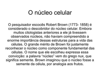 O núcleo celular
O pesquisador escocês Robert Brown (1773- 1858) é
considerado o descobridor do núcleo celular. Embora
muitos citologistas anteriores a ele já tivessem
observados núcleos, não haviam compreendido a
enorme importância dessas estruturas para a vida das
células. O grande mérito de Brown foi justamente
reconhecer o núcleo como componente fundamental das
células. O nome que ele escolheu expressa essa
convicção: a palavra “núcleo” vem do grego nux, que
significa semente. Brown imaginou que o núcleo fosse a
semente da célula, por analogia aos frutos.
 