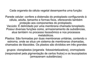 Cada organela da célula vegetal desempenha uma função:
Parede celular: confere a distensão do protoplasto configurando à
célula, adulta, tamanho e formas fixos, oferecendo também
proteção aos componentes do protoplasto.
Vacúolo: É delimitado por uma membrana chamada tonoplasto.
Possui diversas funções como, armazenamento de substâncias,
atua também no processo lisossômico e nos processos
metabólicos.
Plastos: São formadas por duas membranas unitárias, contendo o
estroma, onde se situa um sistema de membranas chamadas,
chamados de tilacoides. Os plastos são divididos em três grandes
grupos: cloroplastos (organela fotossintetizadora), cromoplasto
(responsável pela pigmentação de certos frutos) e os leucoplastos
(armazenam substâncias)
 