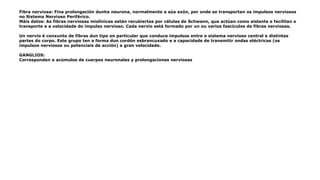 Fibra nerviosa: Fina prolongación dunha neurona, normalmente a súa axón, por onde se transportan os impulsos nerviosos
no Sistema Nervioso Periférico.
Máis datos: As fibras nerviosas mielínicas están recubiertas por células de Schwann, que actúan como aislante e facilitan o
transporte e a velocidade do impulso nervioso. Cada nervio está formado por un ou varios fascículos de fibras nerviosas.
Un nervio é conxunto de fibras dun tipo en particular que conduce impulsos entre o sistema nervioso central e distintas
partes do corpo. Este grupo ten a forma dun cordón esbrancuxado e a capacidade de transmitir ondas eléctricas (os
impulsos nerviosos ou potenciais de acción) a gran velocidade.
GANGLIOS:
Corresponden a acúmulos de cuerpos neuronales y prolongaciones nerviosas
 