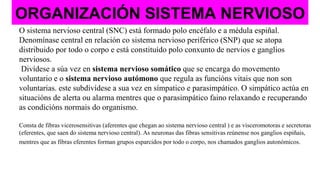 ORGANIZACIÓN SISTEMA NERVIOSO
O sistema nervioso central (SNC) está formado polo encéfalo e a médula espiñal.
Denomínase central en relación co sistema nervioso periférico (SNP) que se atopa
distribuido por todo o corpo e está constituído polo conxunto de nervios e ganglios
nerviosos.
Divídese a súa vez en sistema nervioso somático que se encarga do movemento
voluntario e o sistema nervioso autómono que regula as funcións vitais que non son
voluntarias. este subdivídese a sua vez en símpatico e parasimpático. O simpático actúa en
situacións de alerta ou alarma mentres que o parasimpático faino relaxando e recuperando
as condicións normais do organismo.
Consta de fibras vicerosensitivas (aferentes que chegan ao sistema nervioso central ) e as visceromotoras e secretoras
(eferentes, que saen do sistema nervioso central). As neuronas das fibras sensitivas reúnense nos ganglios espiñais,
mentres que as fibras eferentes forman grupos esparcidos por todo o corpo, nos chamados ganglios autonómicos.
 