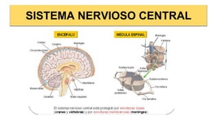 SISTEMA NERVIOSO CENTRAL
 
