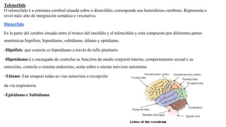 Telencéfalo
O telencéfalo é a estrutura cerebral situada sobre o diencéfalo, corresponde aos hemisferios cerebrais. Representa o
nivel máis alto de integración somática e vexetativa.
Diencéfalo
Es la parte del cerebro situada entre el tronco del encéfalo y el telencéfalo y está compuesto por diferentes partes
anatómicas:hipófisis, hipotálamo, subtálamo, tálamo y epitálamo.
-Hipófisis: que conecta co hipotálamo a través do tallo pituitario
-Hipotálamo:é o encargado de controlar as funcións do medio corporal interno, comportamento sexual e as
emocións, controla o sistema endocrino, actúa sobre o sitema nervioso autonómo
-Tálamo: Fan sinapsis todas as vías sensoriais a excepción
da vía respiratoria
-Epitálamo e Subtálamo
 
