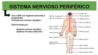 SISTEMA NERVIOSO PERIFÉRICO
-Une o SNC cos órganos sensoriais e
as glándulas.
-Formado por nervios e ganglios.
-Está formado por:
-Sistema nervioso somático
-Sistema nervioso autónomo
 