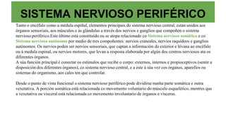 SISTEMA NERVIOSO PERIFÉRICO
Tanto o encéfalo como a médula espiñal, elementos principais do sistema nervioso central, están unidos aos
órganos sensoriais, aos músculos e ás glándulas a través dos nervios e ganglios que compoñen o sistema
nervioso periférico.Este último está constituído ou se atopa relacionado co Sistema nervioso somático e co
Sistema nervioso autónomo por medio de tres compoñentes: nervios craneales, nervios raquídeos e ganglios
autónomos. Os nervios poden ser nervios sensoriais, que captan a información do exterior e lévana ao encéfalo
ou á medula espinal, ou nervios motores, que levan a resposta elaborada por algún dos centros nerviosos ata os
diferentes órganos.
A súa función principal é conectar os estímulos que recibe o corpo: externos, internos e propioceptivos (sentir a
disposición dos diferentes órganos), co sistema nervioso central, e a este á súa vez cos órganos, aparellos ou
sistemas do organismo, aos cales ten que controlar.
Desde o punto de vista funcional o sistema nervioso periférico pode dividirse nunha parte somática e outra
vexetativa. A porción somática está relacionada co movemento voluntario do músculo esquelético, mentres que
a vexetativa ou visceral está relacionada co movemento involuntario de órganos e vísceras.
 