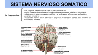 SISTEMA NERVIOSO SOMÁTICO
Nervios craneales
-Son 12 pares de nervios que saen da base do encéfalo.
-Algúns deles están involucrados nos sistemas sensoriais do encéfalo e outros son
exclusivamente vías motoras do encéfalo. Hai algúns que teñen ambas as funcións,
sensoriais e motoras
-Todos estes nervios pasan a través de pequenas aberturas no cráneo, para penetrar ou
abandonar o encéfalo.
 