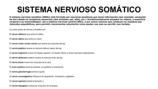 SISTEMA NERVIOSO SOMÁTICO
O sistema nervioso somático (SNSo) está formado por neuronas sensitivas que levan información (por exemplo, sensación
de dor) desde os receptores sensoriais (dos sentidos: pel, ollos, etc.) ?fundamentalmente situados na cabeza, a superficie
corporal e as extremidades?, ata o sistema nervioso central (SNC), e por axons motores que conducen os impulsos aos
músculos esqueléticos, para permitir movementos voluntarios como saudar coa man ou escribir nun teclado.
Los doce pares de nervios craneales son:
El nervio olfatorio que activa el olfato,
El nervio óptico que activa la visión,
El nervio motor ocular común que activa los músculos del ojo,
El nervio patético mueve el músculo oblicuo mayor del ojo,
El nervio trigémino mueve el maxilar superior, el maxilar inferior y otros músculos masticatorios.
El nervio abducens externo mueve el músculo recto del ojo,
El nervio facial mueve los músculos de la cara,
El nrvio auditivo activa la audición, el equilibrio y orientación,
El nervio glosofaríngeo activa el gusto,
El nervio neumogástrico influye en la respiración, circulación y digestión,
El nervio espinal preside la fonación y
El nervio hipogloso mueve los músculos de la lengua.
 