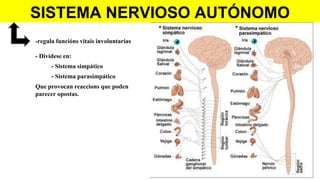 SISTEMA NERVIOSO AUTÓNOMO
-regula funcións vitais involuntarias
- Divídese en:
- Sistema simpático
- Sistema parasimpático
Que provocan reaccions que poden
parecer opostas.
 