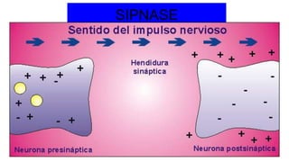 SIPNASE
 