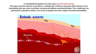 A transmisión do impulso nervioso segue a Lei do todo ou nada.
Para que o proceso anterior se produzca, o estímulo que reciben as neuronas, debe alcanzar certa
intensidade para que estas reaccionen, un potencial mínimo ou potencial limiar. Pero, aínda que este
potencial sexa pasado en moito, só se envía un impulso nervioso, sempre da mesma intensidade.
 