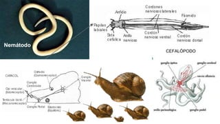 Nemátodo
CEFALÓPODO
 