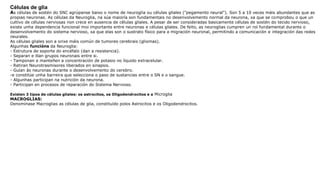 Células de glia
As células de sostén do SNC agrúpanse baixo o nome de neuroglia ou células gliales ("pegamento neural"). Son 5 a 10 veces máis abundantes que as
propias neuronas. As células da Neuroglia, na súa maioría son fundamentais no desenvolvemento normal da neurona, xa que se comprobou o que un
cultivo de células nerviosas non crece en ausencia de células gliales. A pesar de ser consideradas basicamente células de sostén do tecido nervioso,
existe unha dependencia funcional moi importante entre neuronas e células gliales. De feito, as neuroglias cumpren un rol fundamental durante o
desenvolvemento do sistema nervioso, xa que elas son o sustrato físico para a migración neuronal, permitindo a comunicación e integración das redes
neurales.
As células gliales son a orixe máis común de tumores cerebrais (gliomas).
Algunhas funcións da Neuroglia:
- Estrutura de soporte do encéfalo (dan a resistencia).
- Separan e illan grupos neuronais entre si.
- Tamponan e manteñen a concentración de potasio no líquido extracelular.
- Retiran Neurotrasmisores liberados en sinapsis.
- Guían ás neuronas durante o desenvolvemento do cerebro.
-e constitúe unha barreira que selecciona o paso de sustancias entre o SN e o sangue.
- Algunhas participan na nutrición da neurona.
- Participan en procesos de reparación do Sistema Nervioso.
Existen 3 tipos de células gliales: os astrocitos, os Oligodendrocitos e a Microglia
MACROGLIAS:
Denomínase Macroglias as células de glia, constituído polos Astrocitos e os Oligodendrocitos.
 
