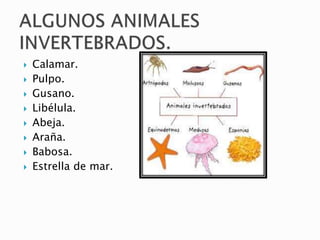  Calamar.
 Pulpo.
 Gusano.
 Libélula.
 Abeja.
 Araña.
 Babosa.
 Estrella de mar.
 