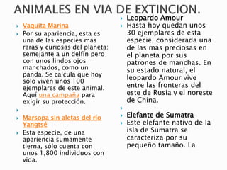  Vaquita Marina
 Por su apariencia, esta es
una de las especies más
raras y curiosas del planeta:
semejante a un delfín pero
con unos lindos ojos
manchados, como un
panda. Se calcula que hoy
sólo viven unos 100
ejemplares de este animal.
Aquí una campaña para
exigir su protección.

 Marsopa sin aletas del río
Yangtsé
 Esta especie, de una
apariencia sumamente
tierna, sólo cuenta con
unos 1,800 individuos con
vida.
 Leopardo Amour
 Hasta hoy quedan unos
30 ejemplares de esta
especie, considerada una
de las más preciosas en
el planeta por sus
patrones de manchas. En
su estado natural, el
leopardo Amour vive
entre las fronteras del
este de Rusia y el noreste
de China.

 Elefante de Sumatra
 Este elefante nativo de la
isla de Sumatra se
caracteriza por su
pequeño tamaño. La
 