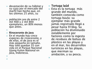  devastación de su hábitat y
su caza por el mercado del
marfil han hecho que, en
los últimos 25 años, su
 población sea de entre 2
mil 400 y 2 mil 800
ejemplares, un 80% menos
que antes.

 Rinoceronte de Java
 En el mundo hay cinco
especies de rinoceronte, y
de ellas, el de Java es el
más pequeño en tamaño.
Hoy sólo quedan 35 con
vida en el Parque Nacional
Ujung Kulon National en
Java, Indonesia.


 Tortuga laúd
 Esta es la tortuga más
grande del mundo,
también conocida como
tortuga baula: su
ejemplar más grande
jamás registrado llegó a
pesar hasta 916kg. Su
población ha disminuido
notablemente por
factores como la ingesta
de residuos de bolsas de
plástico en las playas y
en el mar, los desarrollos
turísticos en las playas,
que merman su
anidación, y su pesca.

 