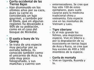  Gorila occidental de las
Tierras Bajas
 Han disminuido en los
últimos años por su caza,
pues su carne es
considerada un lujo
gourmet, y también por
el Ébola, que en algunas
regiones ha devastado a
90% de su población,
como en el caso del
bosque de Minkébé.

 El saola o buey de Vu
Quang
 Se trata de una especie
muy peculiar por su
extraña belleza. Es
conocido también como
el unicornio de Asia; ha
sido muy poco
fotografiado, y sus
manchas y cuerno son
 enternecedores. Se cree que
hay sólo 100 de estos
ejemplares, pues suele
cazarse para la medicina
tradicional china y
vietnamita. Esta especie
vive en las montañas de
Vietnam y Laos.

 Tigre siberiano
 Es el más grande los
felinos, una majestuosa
especie. Vive en Siberia y,
por la degradación de su
ecosistema en tierras bajas
de Asia y Rusia, se cree que
hoy existen de 400 a 500
miembros de la especie.
 Gorila de montaña
 Vive en Uganda, Ruanda y
la.
 