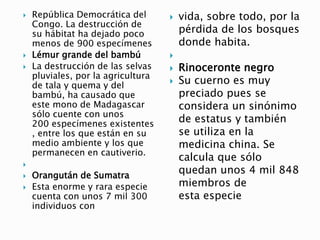  República Democrática del
Congo. La destrucción de
su hábitat ha dejado poco
menos de 900 especímenes
 Lémur grande del bambú
 La destrucción de las selvas
pluviales, por la agricultura
de tala y quema y del
bambú, ha causado que
este mono de Madagascar
sólo cuente con unos
200 especímenes existentes
, entre los que están en su
medio ambiente y los que
permanecen en cautiverio.

 Orangután de Sumatra
 Esta enorme y rara especie
cuenta con unos 7 mil 300
individuos con
 vida, sobre todo, por la
pérdida de los bosques
donde habita.

 Rinoceronte negro
 Su cuerno es muy
preciado pues se
considera un sinónimo
de estatus y también
se utiliza en la
medicina china. Se
calcula que sólo
quedan unos 4 mil 848
miembros de
esta especie
 