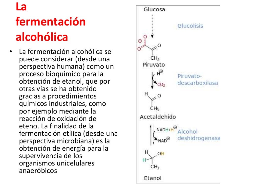Glucólisis, Ciclo de Krebs, Fermentación Alcohólica y Láctica en Leva… Glucólisis, Ciclo de Krebs, Fermentación Alcohólica y Láctica en Leva…