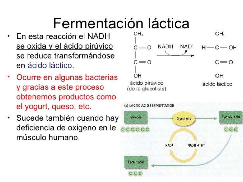 Glucólisis, Ciclo de Krebs, Fermentación Alcohólica y Láctica en Leva… Glucólisis, Ciclo de Krebs, Fermentación Alcohólica y Láctica en Leva…