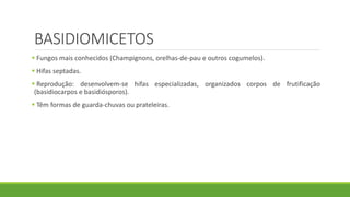 BASIDIOMICETOS
 Fungos mais conhecidos (Champignons, orelhas-de-pau e outros cogumelos).
 Hifas septadas.
 Reprodução: desenvolvem-se hifas especializadas, organizados corpos de frutificação
(basidiocarpos e basidiósporos).
 Têm formas de guarda-chuvas ou prateleiras.
 