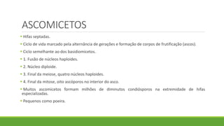 ASCOMICETOS
 Hifas septadas.
 Ciclo de vida marcado pela alternância de gerações e formação de corpos de frutificação (ascos).
 Ciclo semelhante ao dos basidiomicetos.
 1. Fusão de núcleos haploides.
 2. Núcleo diploide.
 3. Final da meiose, quatro núcleos haploides.
 4. Final da mitose, oito ascóporos no interior do asco.
 Muitos ascomicetos formam milhões de diminutos condiósporos na extremidade de hifas
especializadas.
 Pequenos como poeira.
 