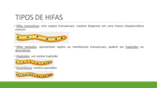 TIPOS DE HIFAS
 Hifas cenocíticas: sem septos transversais, núcleos dispersos em uma massa citoplasmática
comum.
 Hifas septadas: apresentam septos ou membranas transversais, podem ser haploides ou
dicarióticas.
 Haploides: um núcleo haploide.
 Dicarióticas: núcleos pareados.
 