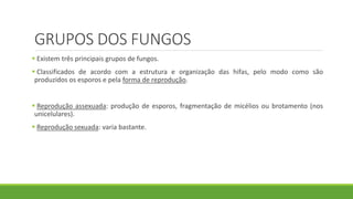 GRUPOS DOS FUNGOS
 Existem três principais grupos de fungos.
 Classificados de acordo com a estrutura e organização das hifas, pelo modo como são
produzidos os esporos e pela forma de reprodução.
 Reprodução assexuada: produção de esporos, fragmentação de micélios ou brotamento (nos
unicelulares).
 Reprodução sexuada: varia bastante.
 