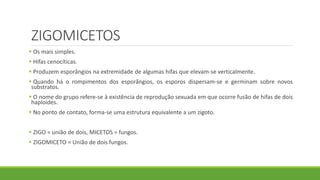 ZIGOMICETOS
 Os mais simples.
 Hifas cenocíticas.
 Produzem esporângios na extremidade de algumas hifas que elevam-se verticalmente.
 Quando há o rompimentos dos esporângios, os esporos dispersam-se e germinam sobre novos
substratos.
 O nome do grupo refere-se à existência de reprodução sexuada em que ocorre fusão de hifas de dois
haploides.
 No ponto de contato, forma-se uma estrutura equivalente a um zigoto.
 ZIGO = união de dois, MICETOS = fungos.
 ZIGOMICETO = União de dois fungos.
 