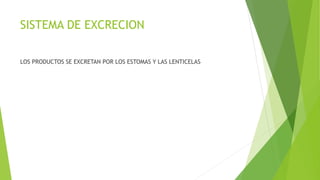 SISTEMA DE EXCRECION
LOS PRODUCTOS SE EXCRETAN POR LOS ESTOMAS Y LAS LENTICELAS
 