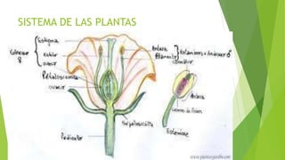 SISTEMA DE LAS PLANTAS
 