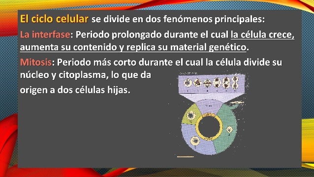 Ciclo celular Mitosis, meiosis y apoptosis