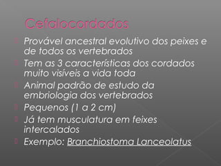  Provável ancestral evolutivo dos peixes e
de todos os vertebrados
 Tem as 3 características dos cordados
muito visíveis a vida toda
 Animal padrão de estudo da
embriologia dos vertebrados
 Pequenos (1 a 2 cm)
 Já tem musculatura em feixes
intercalados
 Exemplo: Branchiostoma Lanceolatus
 