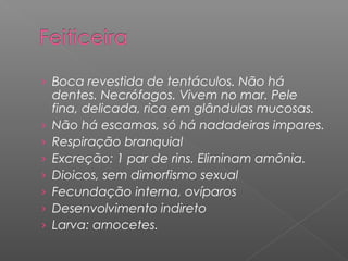 › Boca revestida de tentáculos. Não há
dentes. Necrófagos. Vivem no mar. Pele
fina, delicada, rica em glândulas mucosas.
› Não há escamas, só há nadadeiras impares.
› Respiração branquial
› Excreção: 1 par de rins. Eliminam amônia.
› Dioicos, sem dimorfismo sexual
› Fecundação interna, ovíparos
› Desenvolvimento indireto
› Larva: amocetes.
 