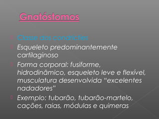  Classe dos condrícties
 Esqueleto predominantemente
cartilaginoso
 Forma corporal: fusiforme,
hidrodinâmico, esqueleto leve e flexível,
musculatura desenvolvida “excelentes
nadadores”
 Exemplo: tubarão, tubarão-martelo,
cações, raias, módulas e quimeras
 