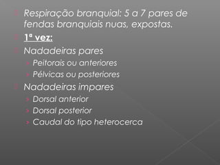  Respiração branquial: 5 a 7 pares de
fendas branquiais nuas, expostas.
 1ª vez:
 Nadadeiras pares
› Peitorais ou anteriores
› Pélvicas ou posteriores
 Nadadeiras impares
› Dorsal anterior
› Dorsal posterior
› Caudal do tipo heterocerca
 