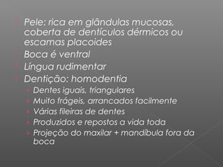  Pele: rica em glândulas mucosas,
coberta de dentículos dérmicos ou
escamas placoides
 Boca é ventral
 Língua rudimentar
 Dentição: homodentia
› Dentes iguais, triangulares
› Muito frágeis, arrancados facilmente
› Várias fileiras de dentes
› Produzidos e repostos a vida toda
› Projeção do maxilar + mandíbula fora da
boca
 