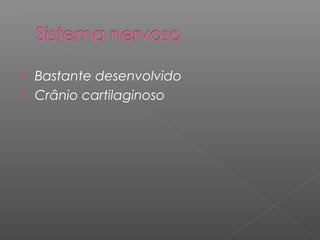  Bastante desenvolvido
 Crânio cartilaginoso
 