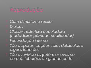  Com dimorfismo sexual
 Dioicos
 Clásper: estrutura copuladora
(nadadeiras pélvicas modificadas)
 Fecundação interna
 São ovíparos: cações, raias dulcícolas e
alguns tubarões
 São ovovivíparos (retém os ovos no
corpo): tubarões de grande porte
 