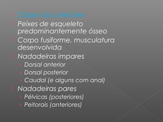  Classe dos osteícties
 Peixes de esqueleto
predominantemente ósseo
 Corpo fusiforme, musculatura
desenvolvida
 Nadadeiras impares
› Dorsal anterior
› Dorsal posterior
› Caudal (e alguns com anal)
 Nadadeiras pares
› Pélvicas (posteriores)
› Peitorais (anteriores)
 