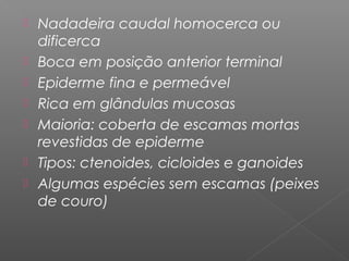  Nadadeira caudal homocerca ou
dificerca
 Boca em posição anterior terminal
 Epiderme fina e permeável
 Rica em glândulas mucosas
 Maioria: coberta de escamas mortas
revestidas de epiderme
 Tipos: ctenoides, cicloides e ganoides
 Algumas espécies sem escamas (peixes
de couro)
 