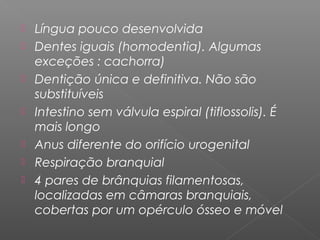  Língua pouco desenvolvida
 Dentes iguais (homodentia). Algumas
exceções : cachorra)
 Dentição única e definitiva. Não são
substituíveis
 Intestino sem válvula espiral (tiflossolis). É
mais longo
 Anus diferente do orifício urogenital
 Respiração branquial
 4 pares de brânquias filamentosas,
localizadas em câmaras branquiais,
cobertas por um opérculo ósseo e móvel
 