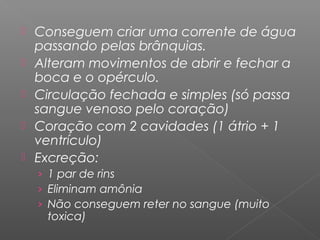  Conseguem criar uma corrente de água
passando pelas brânquias.
 Alteram movimentos de abrir e fechar a
boca e o opérculo.
 Circulação fechada e simples (só passa
sangue venoso pelo coração)
 Coração com 2 cavidades (1 átrio + 1
ventrículo)
 Excreção:
› 1 par de rins
› Eliminam amônia
› Não conseguem reter no sangue (muito
toxica)
 