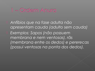  Anfíbios que na fase adulta não
apresentam cauda (adulto sem cauda)
 Exemplos: Sapos (não possuem
membrana e nem ventosas), rãs
(membrana entre os dedos) e pererecas
(possui ventosas na ponta dos dedos).
 