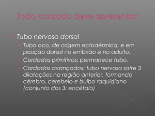  Tubo nervoso dorsal
› Tubo oco, de origem ectodérmica, e em
posição dorsal no embrião e no adulto.
› Cordados primitivos: permanece tubo.
› Cordados avançados: tubo nervoso sofre 3
dilatações na região anterior, formando
cérebro, cerebelo e bulbo raquidiano
(conjunto dos 3: encéfalo)
 
