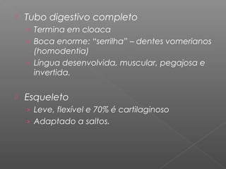  Tubo digestivo completo
› Termina em cloaca
› Boca enorme: “serrilha” – dentes vomerianos
(homodentia)
› Língua desenvolvida, muscular, pegajosa e
invertida.
 Esqueleto
› Leve, flexível e 70% é cartilaginoso
› Adaptado a saltos.
 